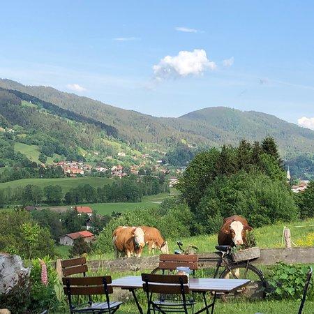 Huabaoim Cafe Almwirtschaft