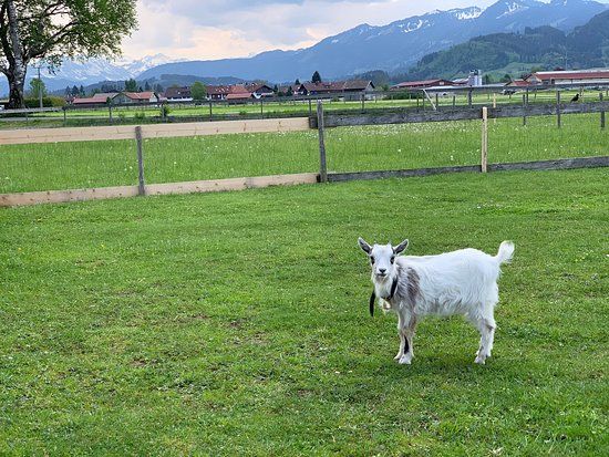 Burgberger Tierparadies mit Kafe Kult
