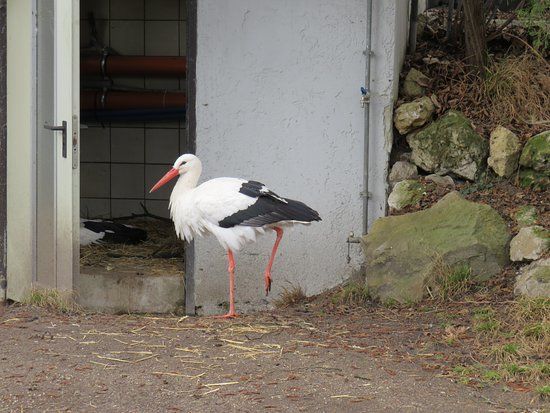 Kleinzoo Wasserstern e.V