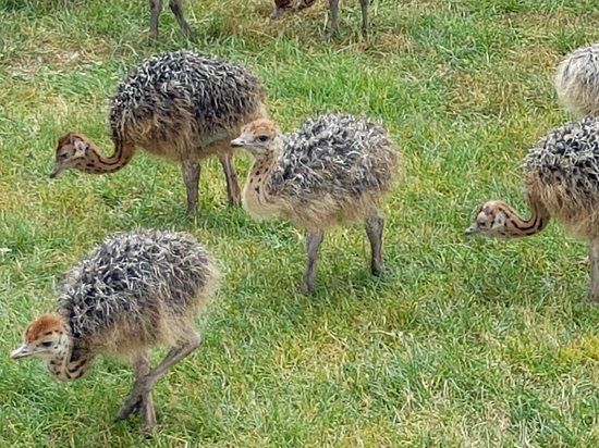 Straußenfarm Donaumoos