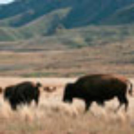 Pizzeria-Ristorante Calimero