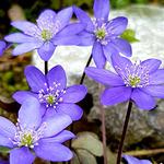 Griechisches Restaurant Akropolis