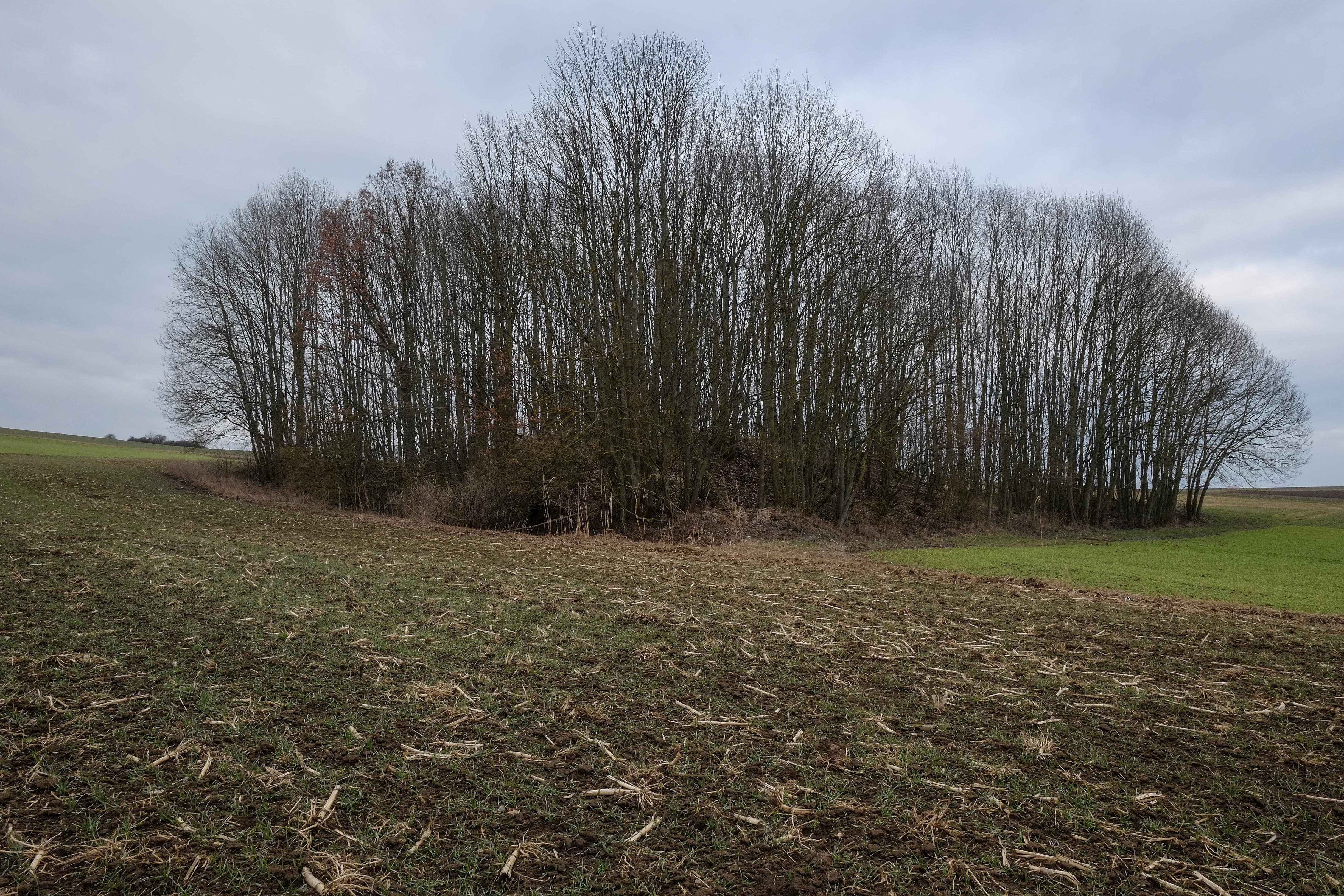 Turmhügel Rappershausen