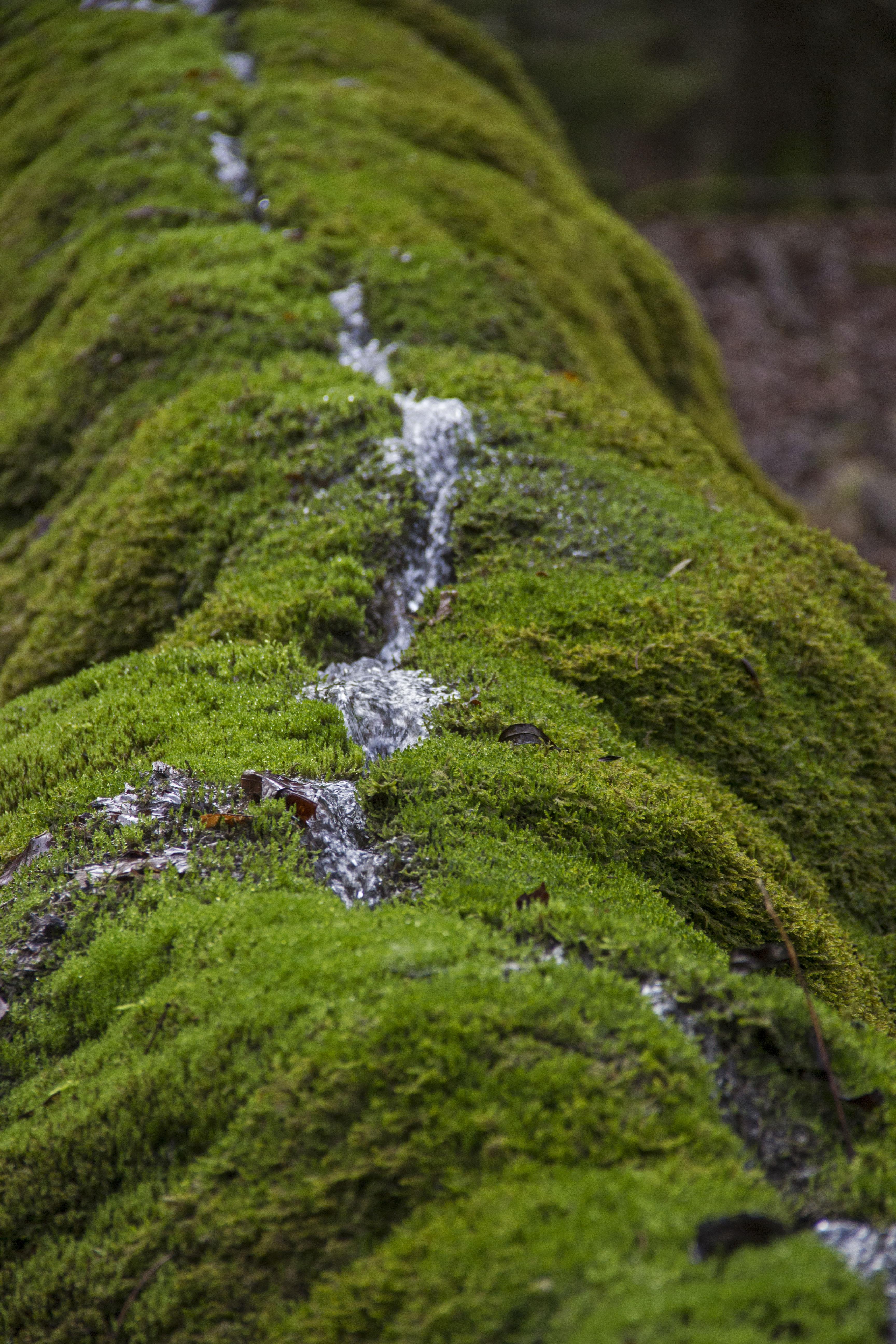 Steinerne Rinne bei Erasbach