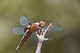 Naturwaldreservat Waldkugel