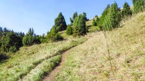 Gungoldinger Wacholderheide