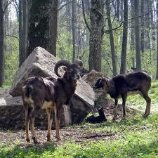 Wildpark am Baggersee