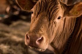 Erlebnisbauernhof Stierhof