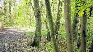 Emmeringer Hölzl, Park