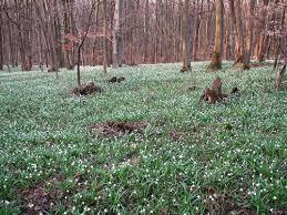 Märzenbecherwald bei Ettenstatt