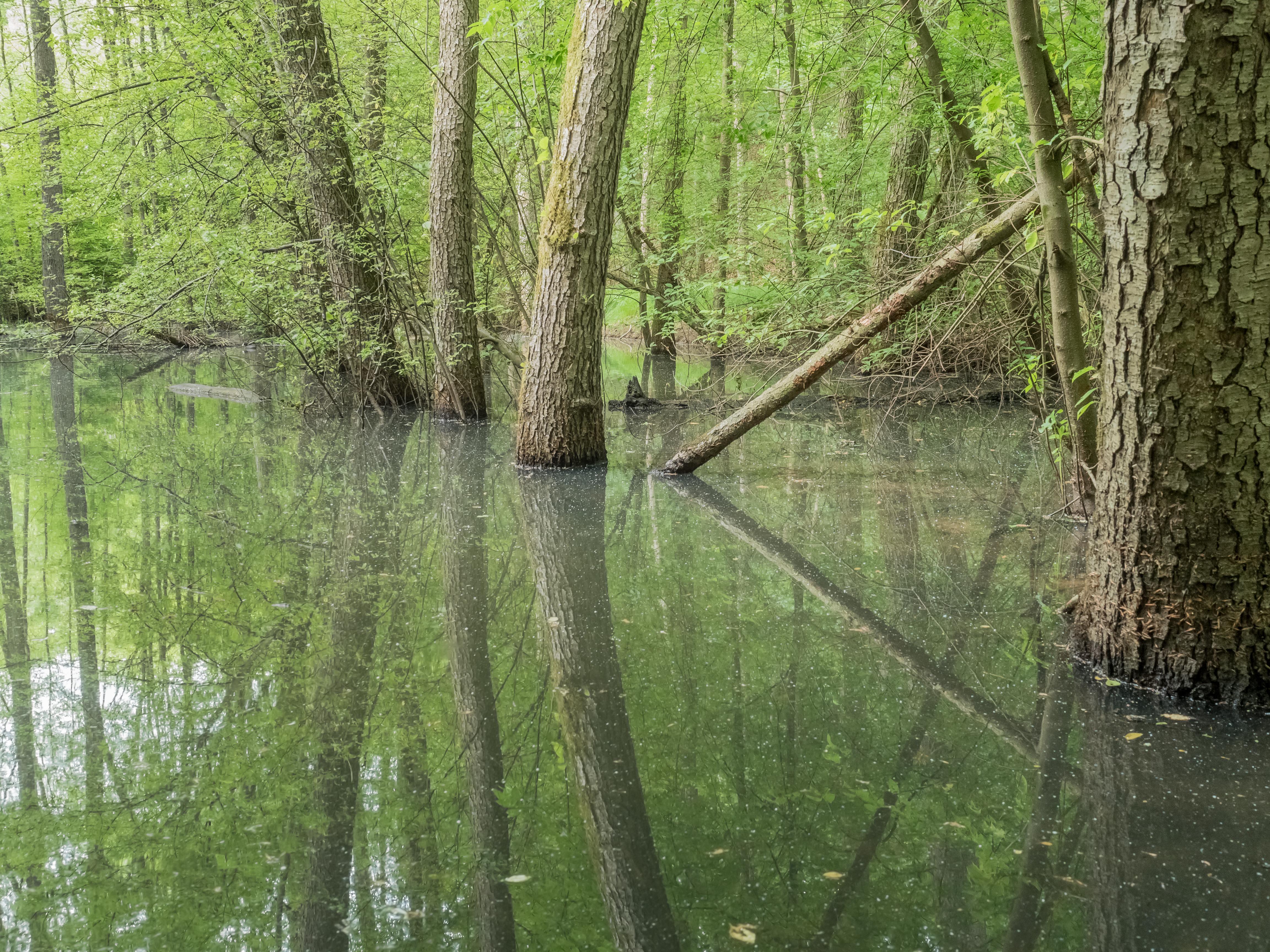 Naturwaldreservat Waldhaus mit Feuchtbereich im Handthalgrund