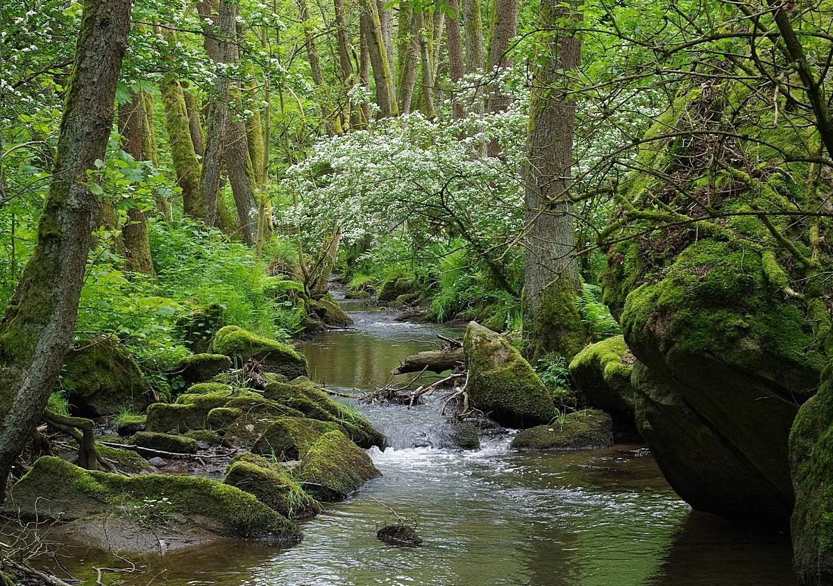 Wolfslohklamm NW von Sargmühle