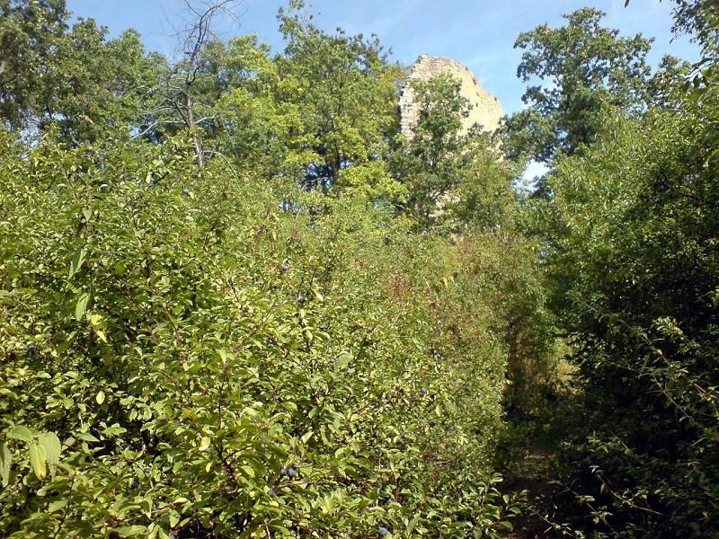 Burgruine Siegenstein