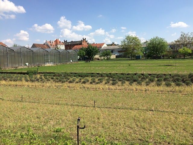 Mussarol Bamberger Krautergartnerei