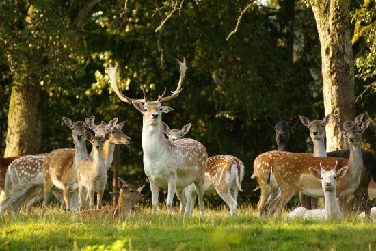 Wildpark Schloß Ortenburg