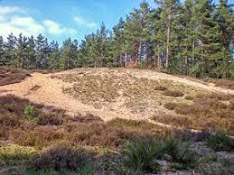 Flechten-Kiefernwälder südlich Leinburg