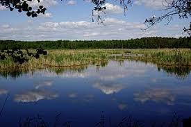 Hirtlohweiher bei Schwandorf